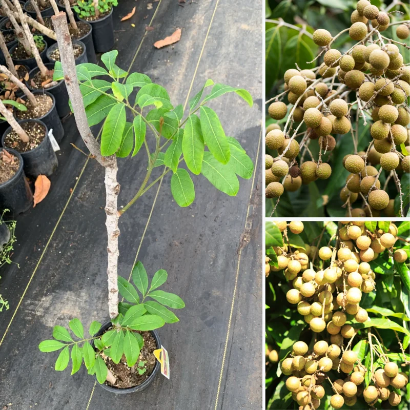 Longan Tree Live Plant, 2 Feet Tall, Sweet Longan Fruit Tree in Pot, Perfect for Home Orchards