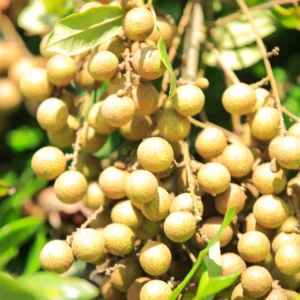 Longan Tree Live Plant, 2 Feet Tall, Sweet Longan Fruit Tree in Pot, Perfect for Home Orchards