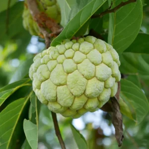 Annona Squamosa Sugar Apple Tree Live Plant - 1 To 2 Feet Tall - Sweet Sugar Apple Tree - In Pot