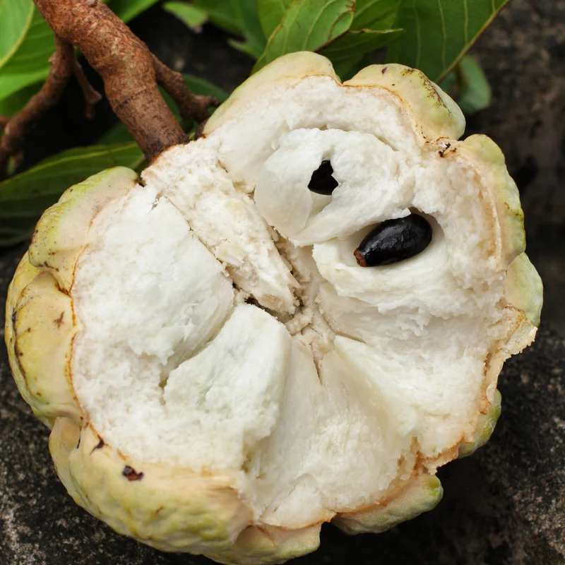 Sugar Apple Tree Live Plant, 2 Feet Tall, Sweet Annona Squamosa Fruit Tree in 3 Gallon Pot, Perfect for Home Orchards