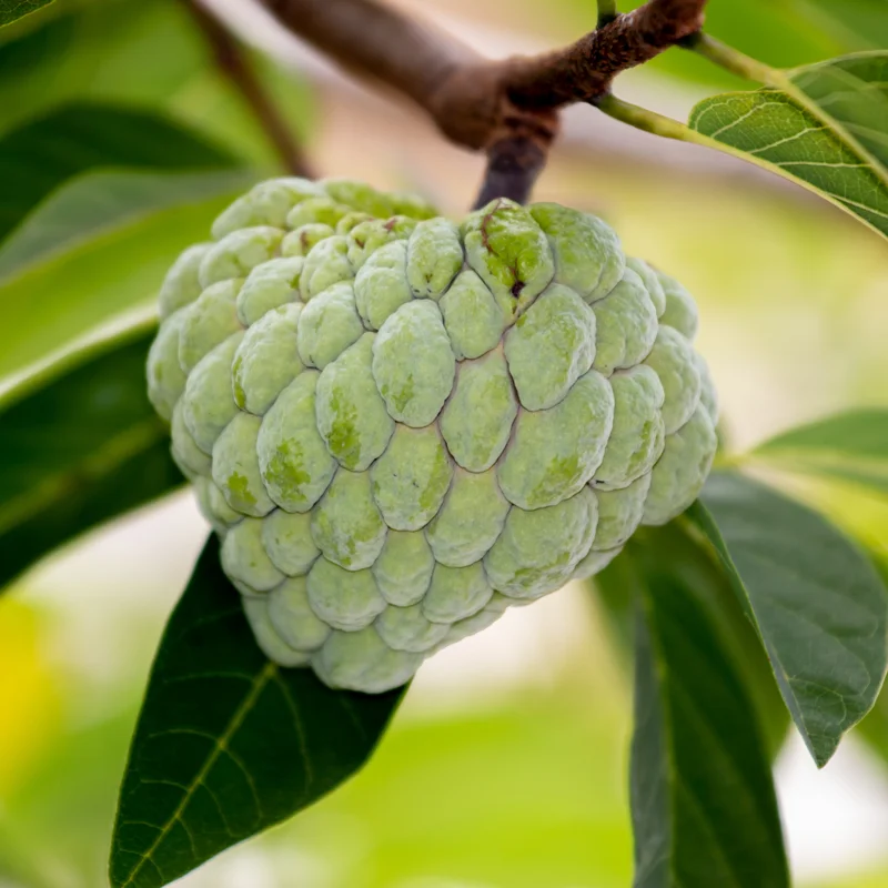 Sugar Apple Tree Live Plant, 2 Feet Tall, Sweet Annona Squamosa Fruit Tree in 3 Gallon Pot, Perfect for Home Orchards