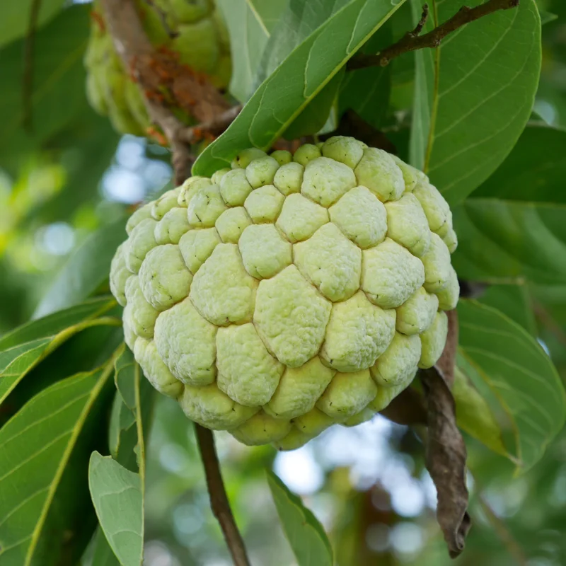 Sugar Apple Tree Live Plant, 2 Feet Tall, Sweet Annona Squamosa Fruit Tree in 3 Gallon Pot, Perfect for Home Orchards