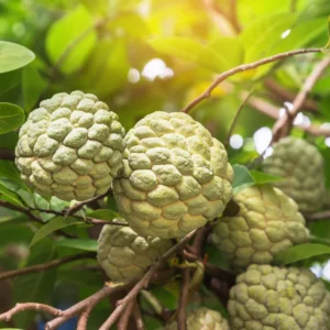 Sugar Apple Tree Live Plant, 2 Feet Tall, Sweet Annona Squamosa Fruit Tree in 3 Gallon Pot, Perfect for Home Orchards