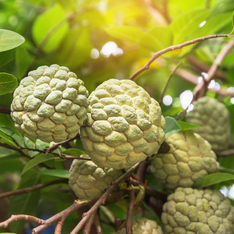 Sugar Apple Tree Live Plant, 2 Feet Tall, Sweet Annona Squamosa Fruit Tree in 3 Gallon Pot, Perfect for Home Orchards