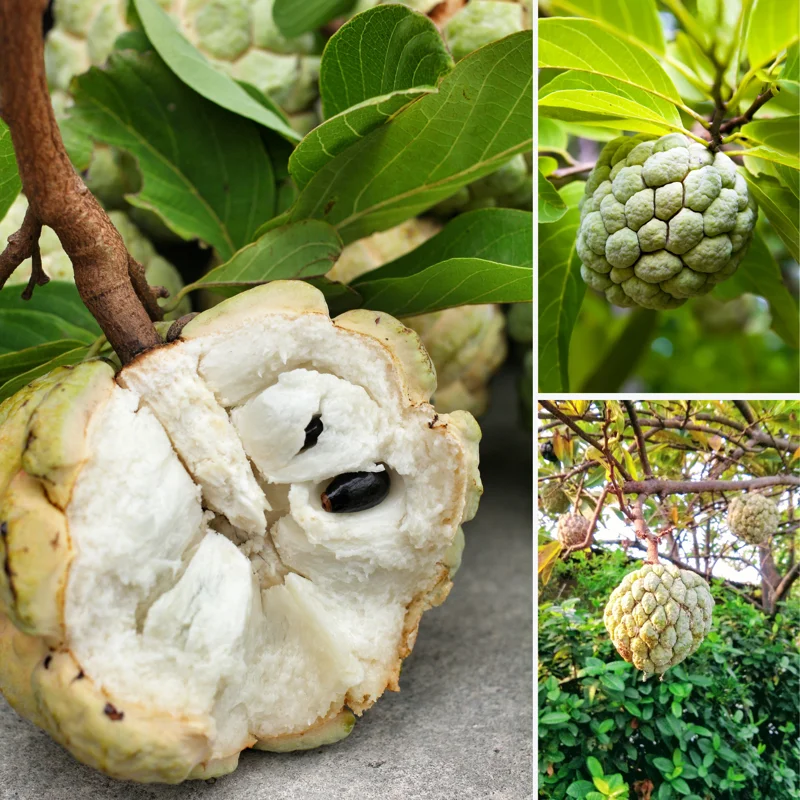 Sugar Apple Tree Live Plant, 2 Feet Tall, Sweet Annona Squamosa Fruit Tree in 3 Gallon Pot, Perfect for Home Orchards