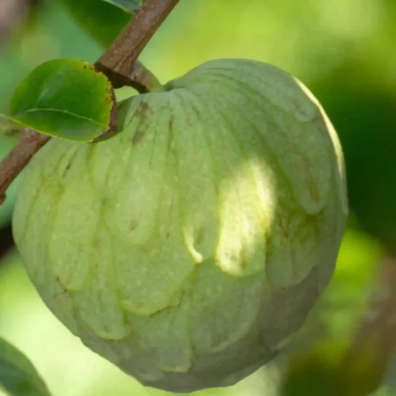 Cherimoya Tree Annona Sugar Apple Plant, 2 Feet Tall, Custard Apple Tree Live Plant, Sugar Apple Seedling