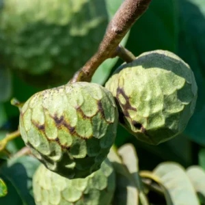 Cherimoya Tree Annona Sugar Apple Plant, 2 Feet Tall, Custard Apple Tree Live Plant, Sugar Apple Seedling