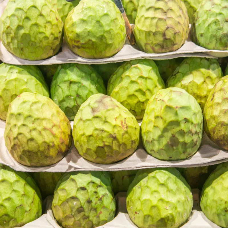 Cherimoya Tree Annona Sugar Apple Plant, 2 Feet Tall, Custard Apple Tree Live Plant, Sugar Apple Seedling