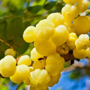 Amla Gooseberry Tree Live Plant, 2-3 Feet, In 3 Gallon Pot, Indian Gooseberry Plant Live, Amla Berry Tree