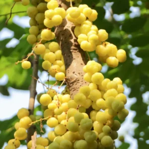 Amla Gooseberry Tree Live Plant, 2-3 Feet, In 3 Gallon Pot, Indian Gooseberry Plant Live, Amla Berry Tree