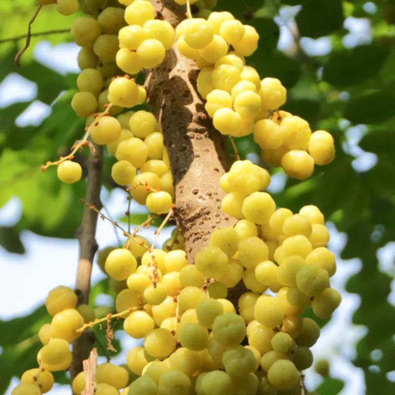 Amla Gooseberry Tree Live Plant, 2-3 Feet, In 3 Gallon Pot, Indian Gooseberry Plant Live, Amla Berry Tree