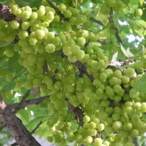 Amla Gooseberry Tree Live Plant, 2-3 Feet, In 3 Gallon Pot, Indian Gooseberry Plant Live, Amla Berry Tree