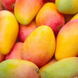 Mailika Grafted Mango Tree Live Plant, 1.5-3 Ft Tall, Mango Tree Plant in Gallon Pot for Outdoor Planting