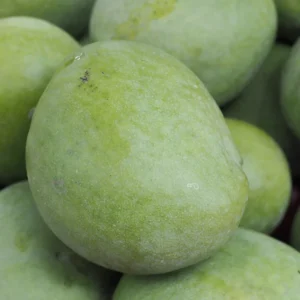 Butter Cream Mango Tree Grafted, 1.5-3 Feet, Live Mango Plant in Gallon Pot, Mango Tropical Tree