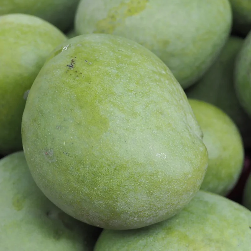 Butter Cream Mango Tree Grafted, 1.5-3 Feet, Live Mango Plant in Gallon Pot, Mango Tropical Tree