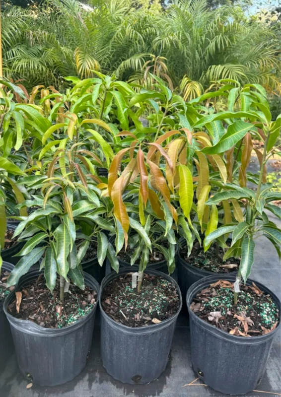 Butter Cream Mango Tree Grafted, 1.5-3 Feet, Live Mango Plant in Gallon Pot, Mango Tropical Tree