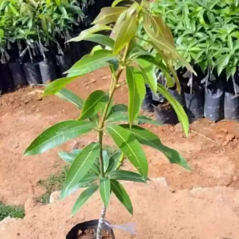 Butter Cream Mango Tree Grafted, 1.5-3 Feet, Live Mango Plant in Gallon Pot, Mango Tropical Tree