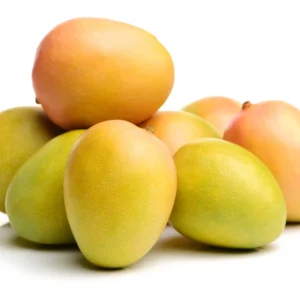 Dwarf Grafted Mango Tree for Planting, 1.5-3 Ft Tall in Gallon Pot, Fruit in 1-2 Years