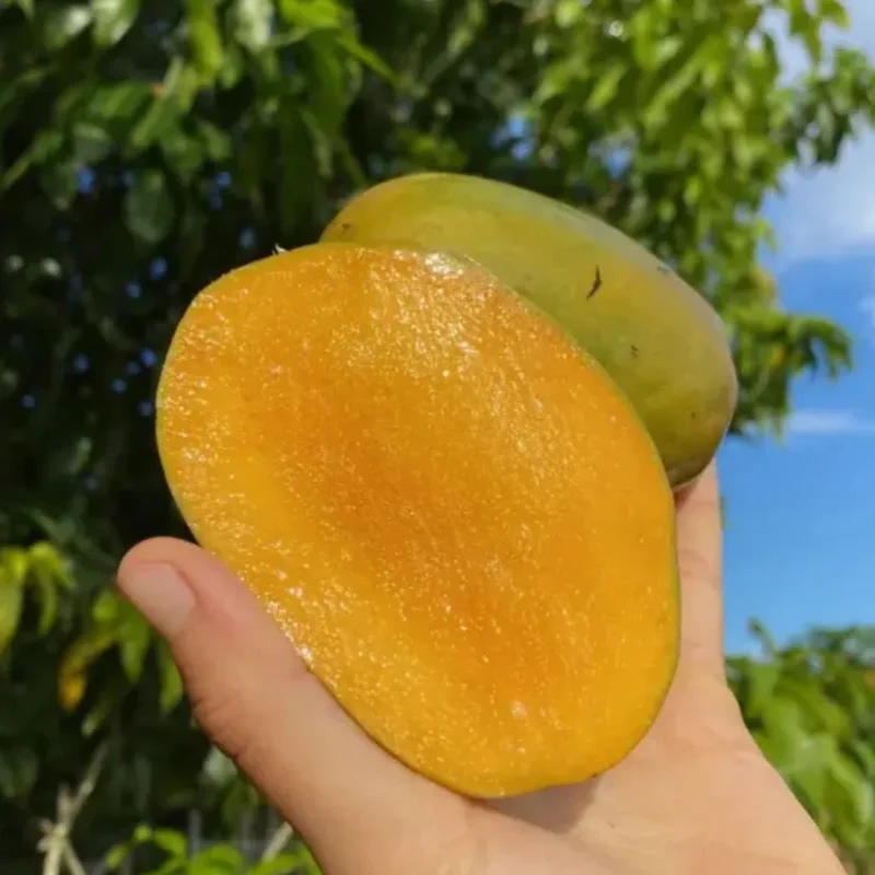 1.5-3 Ft Kent Grafted Mango Tree in Gallon Pot, Live Tropical Fruit Tree Mango Plant