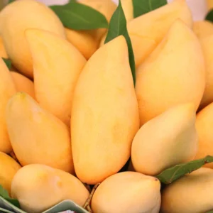 Nam Doc Mai Mango Plant Grafted, 1.5-3 Ft Tall, Comes in Gallon Pot, Mango Tree Live Plant