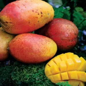 Nam Doc Mai Mango Plant Grafted, 1.5-3 Ft Tall, Comes in Gallon Pot, Mango Tree Live Plant