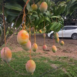Pram Kai Mea Mango Tree Live Plant Grafted, 2 to 3 Feet Tall in 3 Gallon Pot, Ready to Bear Fruit in 1 Year, No CA, HI, PR, GU, AK