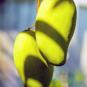 Grafted Mango Tree Plant, Live Thai Mango Tree Well Rooted, 2-3 Feet in 3 Gallon Pot, No CA, HI, PR, GU, AK