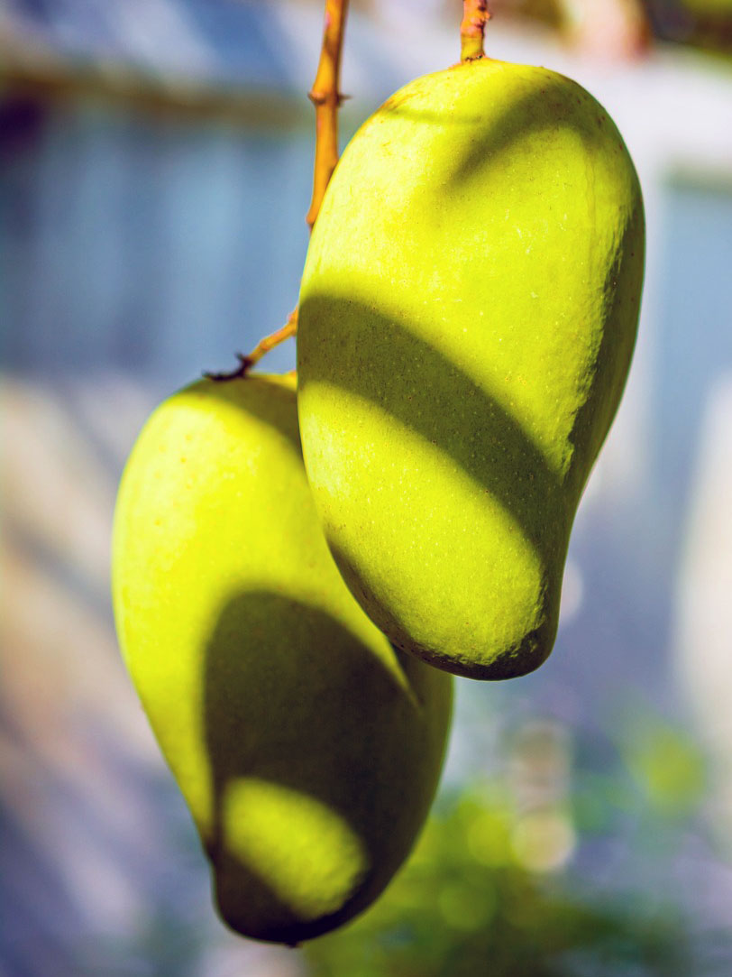 Grafted Mango Tree Plant, Live Thai Mango Tree Well Rooted, 2-3 Feet in 3 Gallon Pot, No CA, HI, PR, GU, AK