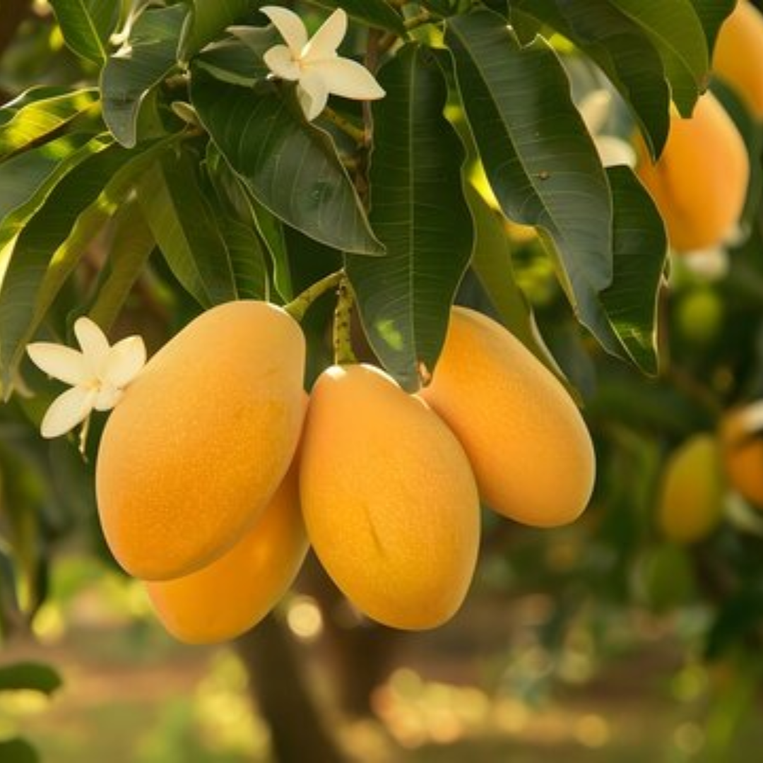 Big Julie Mango Tree Live Plant Grafted, 2 to 3 Feet Tall in 3 Gallon Pot, Ready to Bear Fruit in 1 Year, Saint Julian Mango, No CA, HI, PR, GU, AK