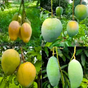 Mahachanok Mango Tree Live Plant Grafted, 2 to 3 Feet Tall in 3 Gallon Pot, Ready to Bear Fruit in 1 Year, Thai Mahachanok Mango, No CA, HI, PR, GU, AK