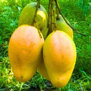 Brahm Kai Meu Grafted Mango Tree Plant, Live Sweet Mango Tree Well Rooted, 2-3 Feet in 3 Gallon Pot, No CA, HI, PR, GU, AK