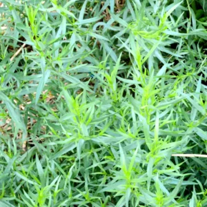 2 French Tarragon Plants Live, Tarragon Live Plugs Starter Plants, Tarragon Mint Herbs