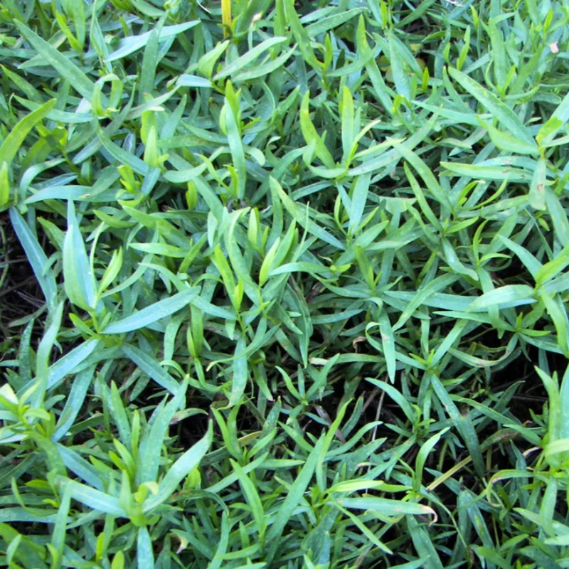 2 French Tarragon Plants Live, Tarragon Live Plugs Starter Plants, Tarragon Mint Herbs