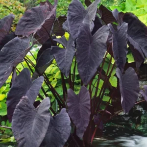 Taro 'Black Magic' Colocasia Esculenta - Live Aquatic Marginal Starter Plant for Water Gardens, Ponds and Aquascapes