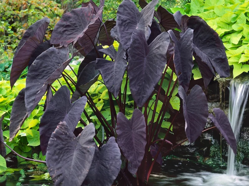 Taro 'Black Magic' Colocasia Esculenta - Live Aquatic Marginal Starter Plant for Water Gardens, Ponds and Aquascapes
