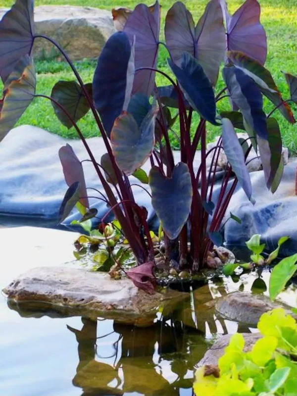 Taro 'Black Magic' Colocasia Esculenta - Live Aquatic Marginal Starter Plant for Water Gardens, Ponds and Aquascapes