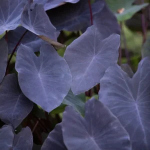 Taro 'Black Magic' Colocasia Esculenta - Live Aquatic Marginal Starter Plant for Water Gardens, Ponds and Aquascapes