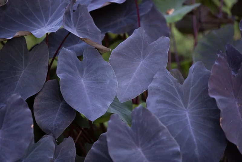 Taro 'Black Magic' Colocasia Esculenta - Live Aquatic Marginal Starter Plant for Water Gardens, Ponds and Aquascapes