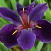 Iris 'Black Gamecock' Louisiana Iris - Live Aquatic Marginal Starter Plant for Water Gardens, Ponds and Aquascapes