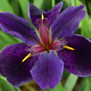 Iris 'Black Gamecock' Louisiana Iris - Live Aquatic Marginal Starter Plant for Water Gardens, Ponds and Aquascapes