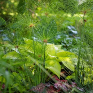 Dwarf Papyrus Cyperus Haspans - Live Aquatic Marginal Starter Plant for Water Gardens, Ponds and Aquascapes