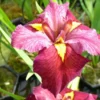 Iris Ann Chowning Pink Aquarium Plant Live