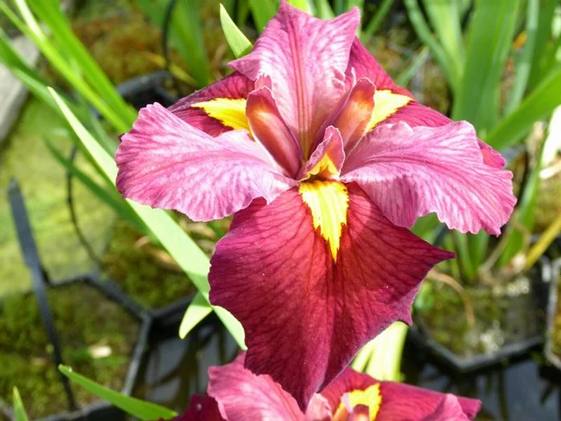 Iris Ann Chowning Pink Aquarium Plant Live