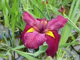 Iris Ann Chowning Pink Aquarium Plant Live