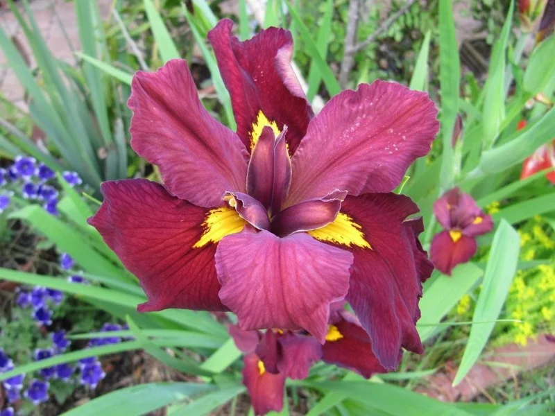 Iris Ann Chowning Pink Aquarium Plant Live