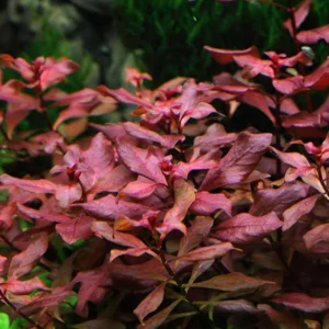 Ludwigia Super Red