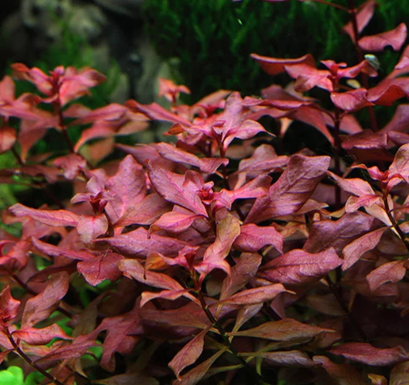 Ludwigia Super Red "Mini" - Easy Live Aquarium Pond Aquatic Plant