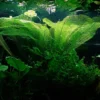 Madagascar Lace Plant Aponogeton Madagascariensis - Easy Live Aquarium Pond Aquatic Plant