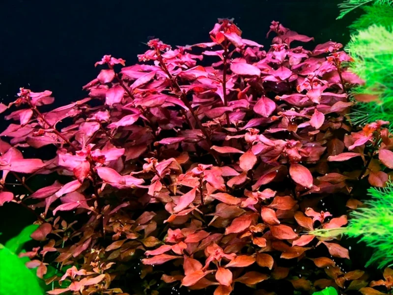 Ludwigia Super Red "Mini" - Easy Live Aquarium Pond Aquatic Plant