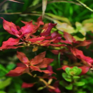 Ludwigia Super Red